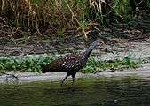 A tawny wading bird with a long orange and gray beak, walking in water near a sandy shore with water grasses in the background