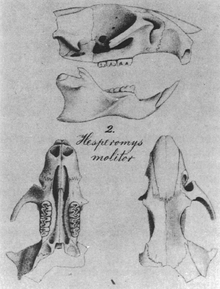 From top to bottom: side view of skull with mandible, missing the upper incisor and much of the posterior part; text "2. Hesperomys molitor"; and views of the same skull from above and below.