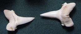 Two arrowhead-shaped shark teeth