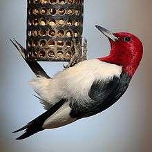 A white and black, red-headed bird eating from a feeder