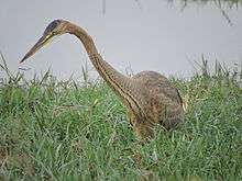 Migratory birds at village pond Bakarpur, Mohali, Punjab, India 08.JPG