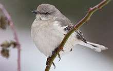 A white and gray bird perching on a green, thorny branch