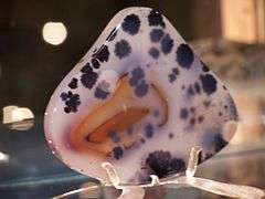 A cloudy translucent white polished shield-shaped cabochon of Montana moss agate with puffy black dendrites arranged around a central area of golden fortifications.