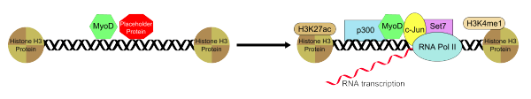 Recruitment of transcription factors by MyoD.