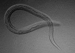 A larva under a microscope resembling a worm with one end across the other