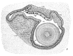 Illustrated dissection of the mussel Lampsilis, showing the crystalline style ("st") in cross-section