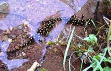 Shows a Kurdistan spotted newt with many bright yellow spots on a pitch black body among sparse vegetation and in crystal clear shallow water at the edge of a stream. The newt appears to have larger orange spots on its front arms.