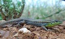 A lizard, Ophisops elegans