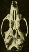 Skull, seen from below