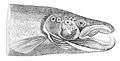 PSM V04 D040 Head of a kelt.jpg