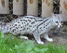 Pardine Genet at Wingham Wildlife Park