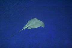 view from behind of a blue-green stingray swimming