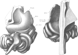 Another pair of anatomical drawings, in black and white