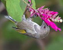 A female crescent honeyeater feeding hanging upside down from a spray of tubular flowers.