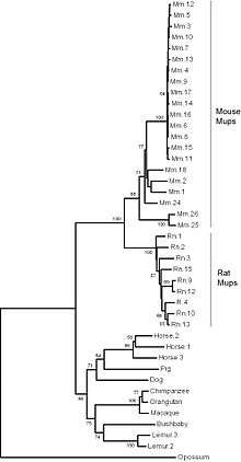 A phylogenetic tree of major urinary protein genes in mammals showing 21 mouse genes, 9 rat genes, 3 horse genes, 2 lemur genes and one gene each from pig, dog, orangutan, macaque, bushbaby and opossum