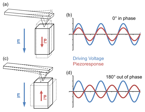 Diagram showing cantilever movements from mechanical deformation of piezoelectric domains