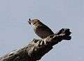 Pipit Bushveld 2012 04 25 11 10 06 7799.jpg