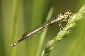 Yellow damselfly