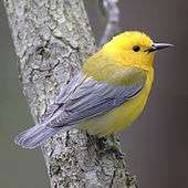 A yellow bird with gray wings perching on a branch