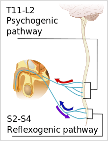 Nerves travel between the penis and spinal cord