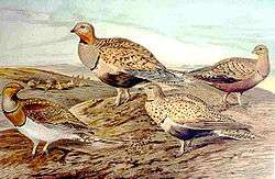 Chestnut-bellied sandgrouse