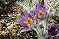 Pulsatilla halleri (kuhschelle) 2.JPG