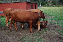 a cow without horns, deep red with black hooves and muzzle