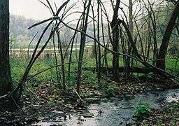 A small stream in the foreground lined with tangled small trees, in the background is a level are with standing water and fields edged by forest