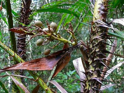 Rattan Palm (Calamus rotang) with fruits (7844049166).jpg