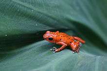 Red poison dart frog