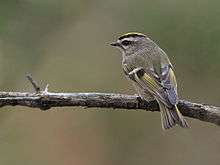 A green, gray and yellow bird perching on a branch