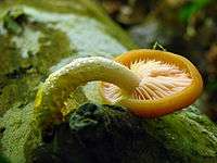 A mushroom growing out of a log with its white stem greatly curved so that the yellow mushroom cap lies down, exposing the gills. Small yellow drops of liquid are visible on the stem.