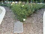 Rose garden in honor of Linda Tallen Kane