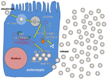 A cartoon illustrating how a single rotavirus particle infects a cell, replicates in the cytoplasm and produces many progeny particles, which burst out from the host cell.