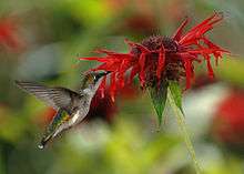 A small green hummingbird hovering with its bill in a flower