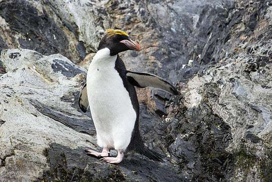 SGI-2016-South Georgia (Cooper Bay)–Macaroni penguin (Eudyptes chrysolophus) 01.jpg