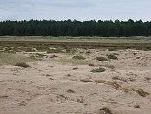  marsh with pine trees in the background