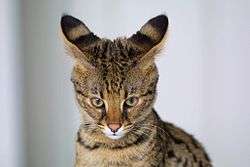 Savannah Cat closeup.jpg