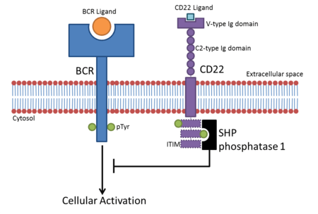 Schematic representation of the CD22 and B-cell receptor signalling process, showing the domain structure of CD22