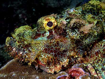 A tassled scorpionfish