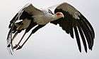 Secretary bird gliding to the right