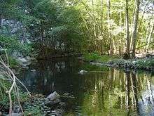 A river flowing through a forest clearing