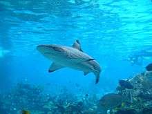 A shark swimming parallel to a reef ledge in the foreground, with many smaller fish nearby