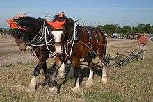 two bay (reddish-brown) horses wearing red caps over their ears, hitched to a plow and pulling it across dried grassy turf with a man walking behind the plow