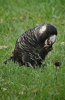 Short-billed black cockatoo feeding on the ground