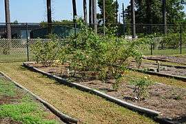 Shreveport September 2015 005 (Gardens of the American Rose Center).jpg