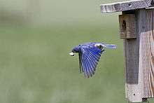 A blue bird with a small white object in its beak flies against a green background.