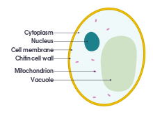 Cross-sectional 2D diagram of a yeast cell