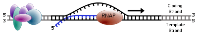 RNA polymerase moving along a stretch of DNA, leaving behind newly synthetized strand of RNA.