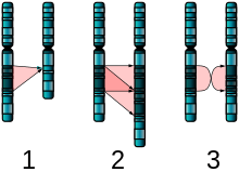 Three diagrams of chromosome pairs A, B that are nearly identical. 1: B is missing a segment of A. 2: B has two adjacent copies of a segment of A. 3: B's copy of A's segment is in reverse order.